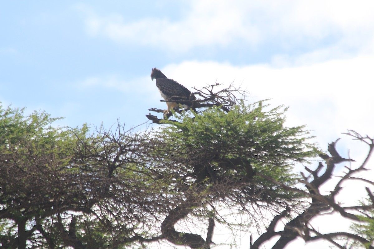 Martial Eagle - ML643141012