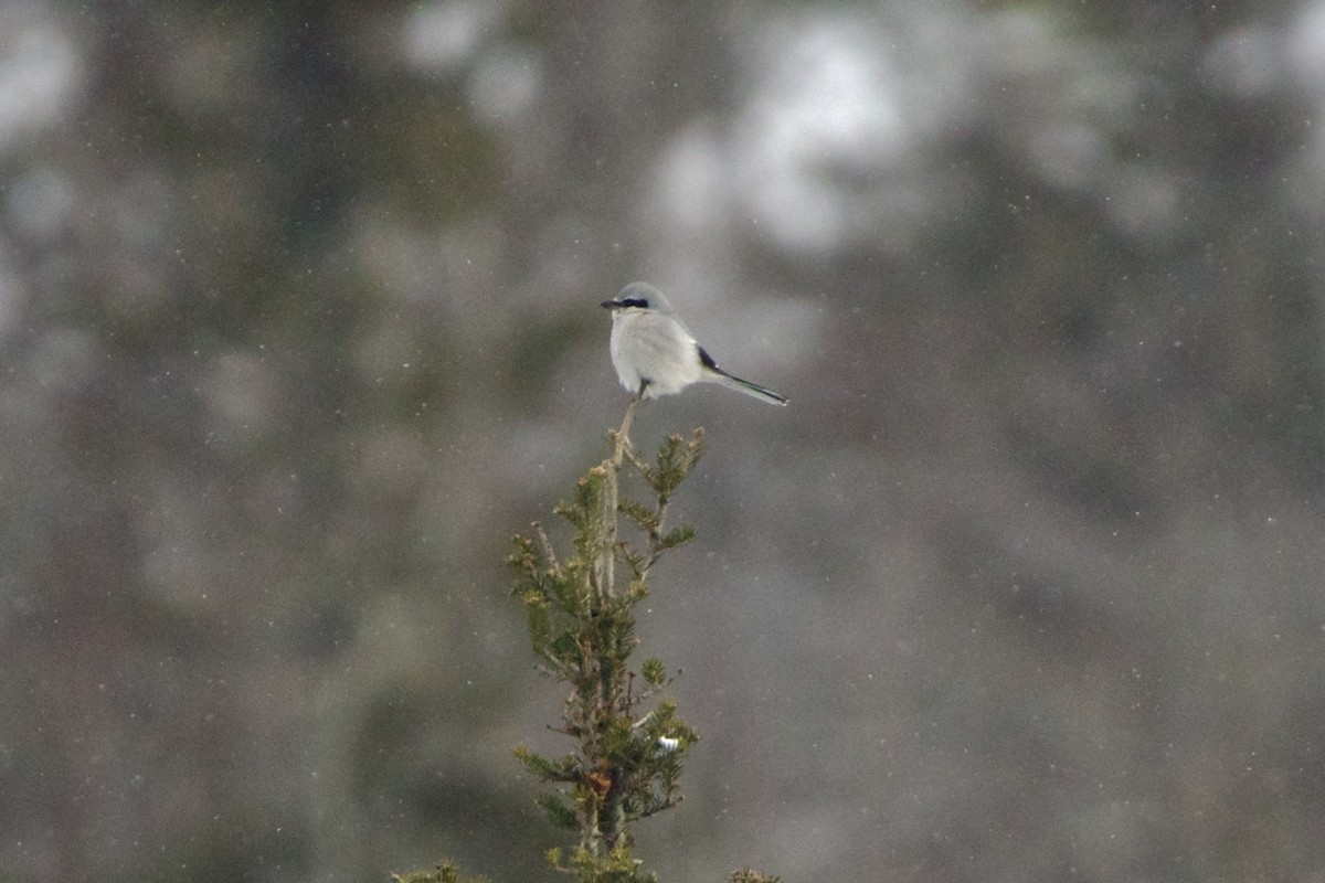 Antzandobi boreala - ML643141055