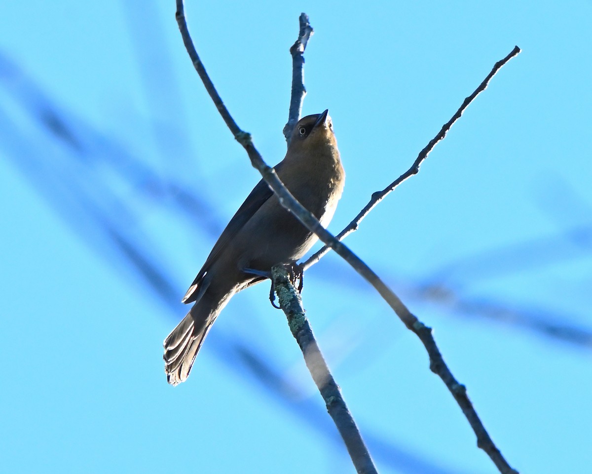 Rusty Blackbird - ML643141058
