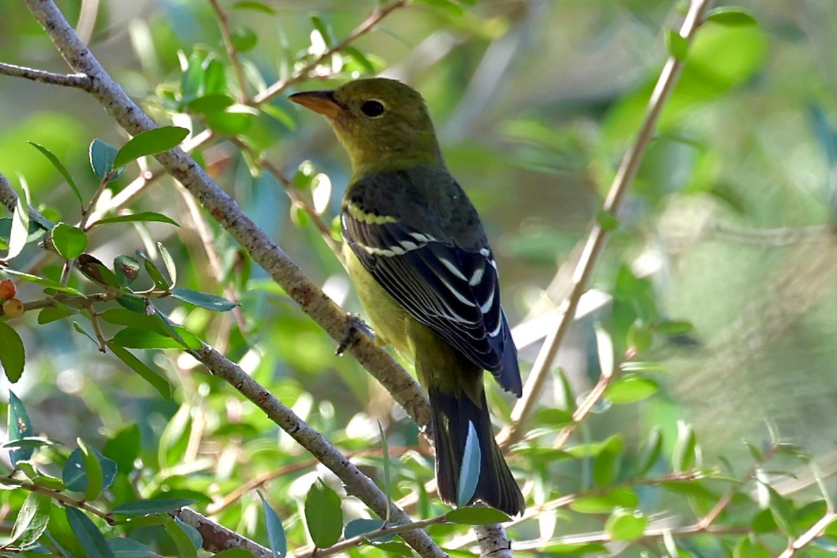 Western Tanager - ML643141059