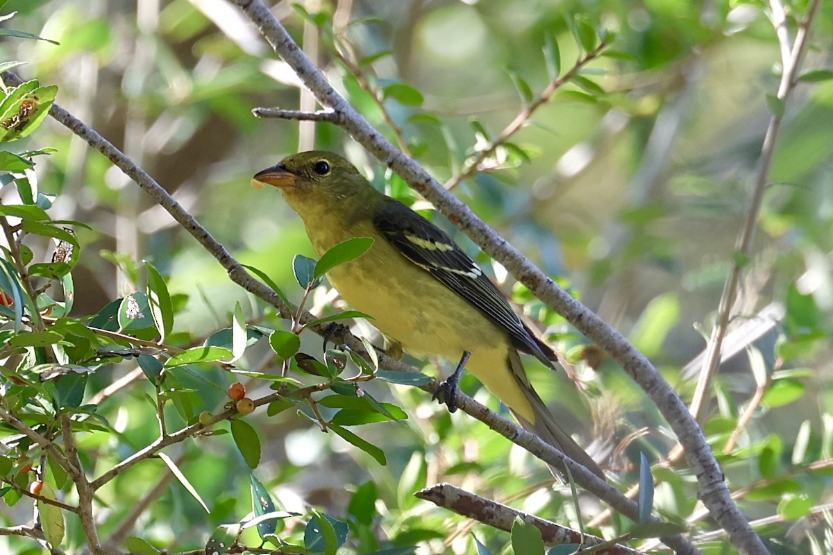Western Tanager - ML643141060