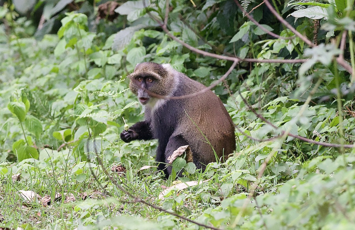 Kolb's Monkey - ML643141065