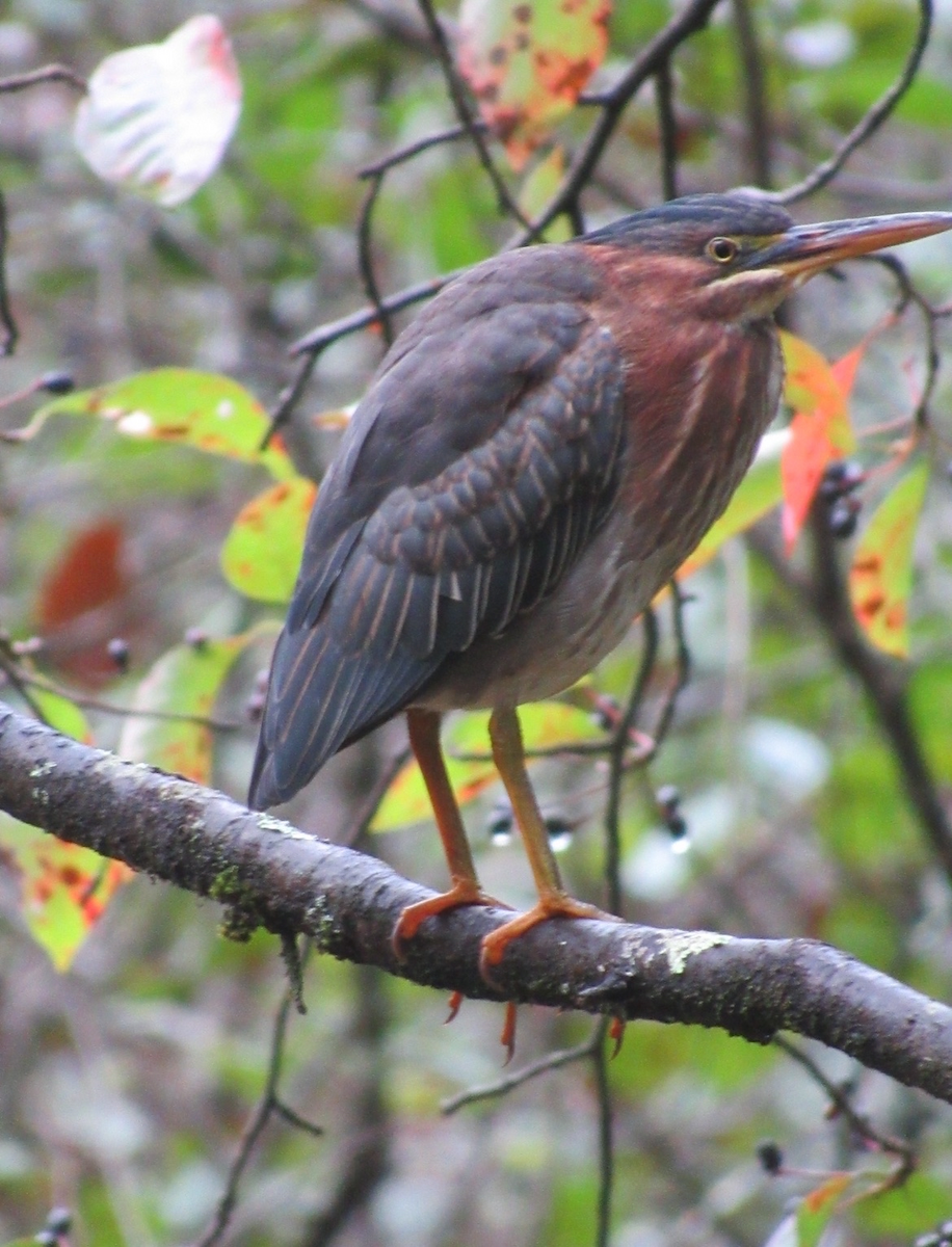 Green Heron - ML643141068