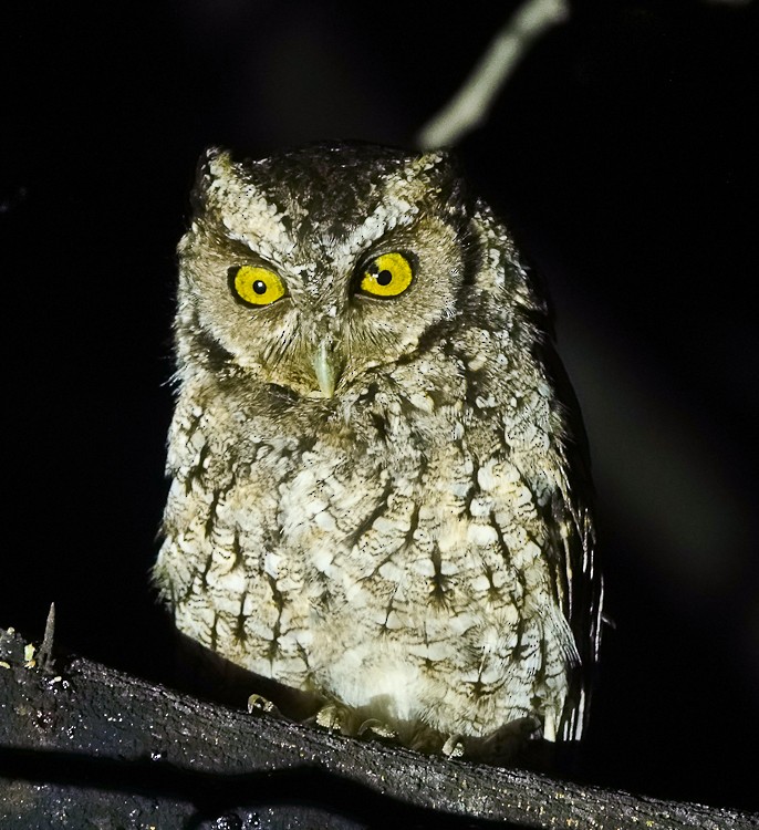 Peruvian Screech-Owl - ML643141069