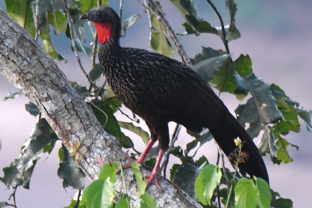 Spix's Guan - ML643141071
