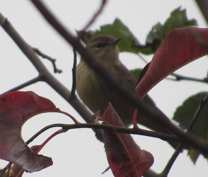 Palm Warbler - ML643141078