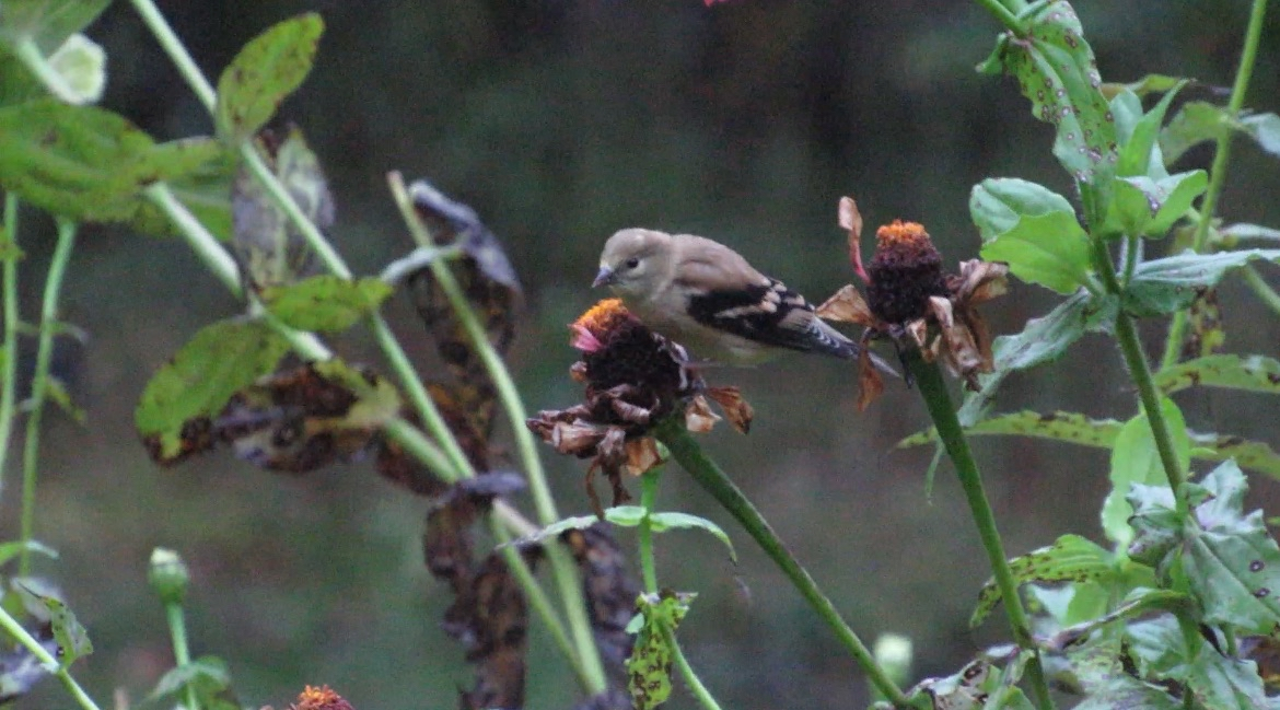 American Goldfinch - ML643141084
