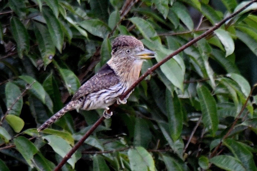 Western Striolated-Puffbird - ML643141088