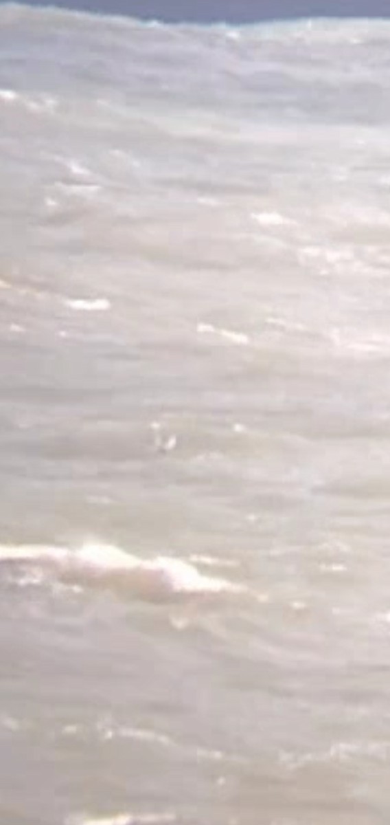 White-winged Tern - ML643141089