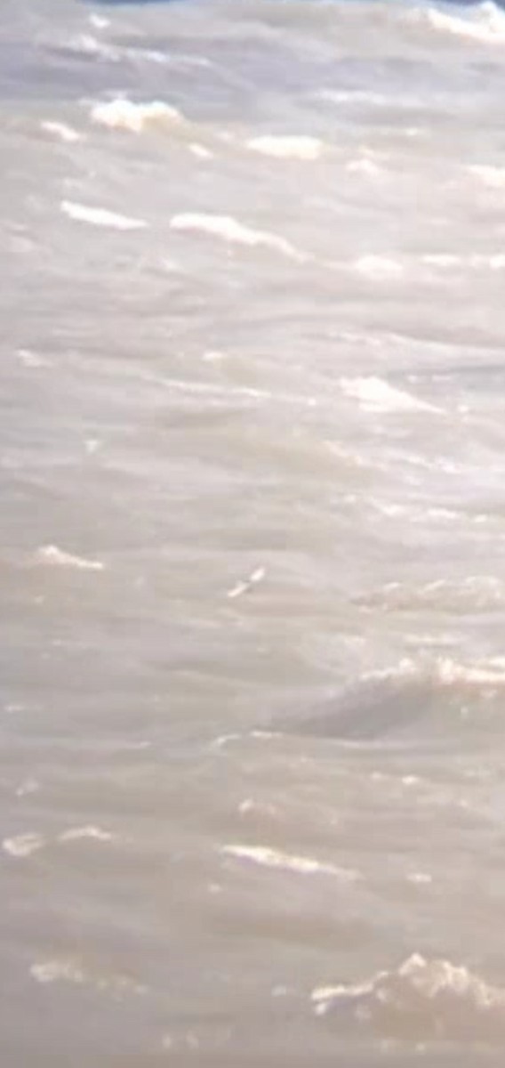 White-winged Tern - ML643141091