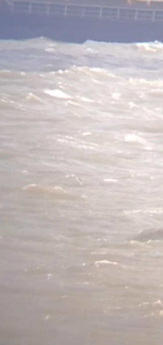 White-winged Tern - ML643141092