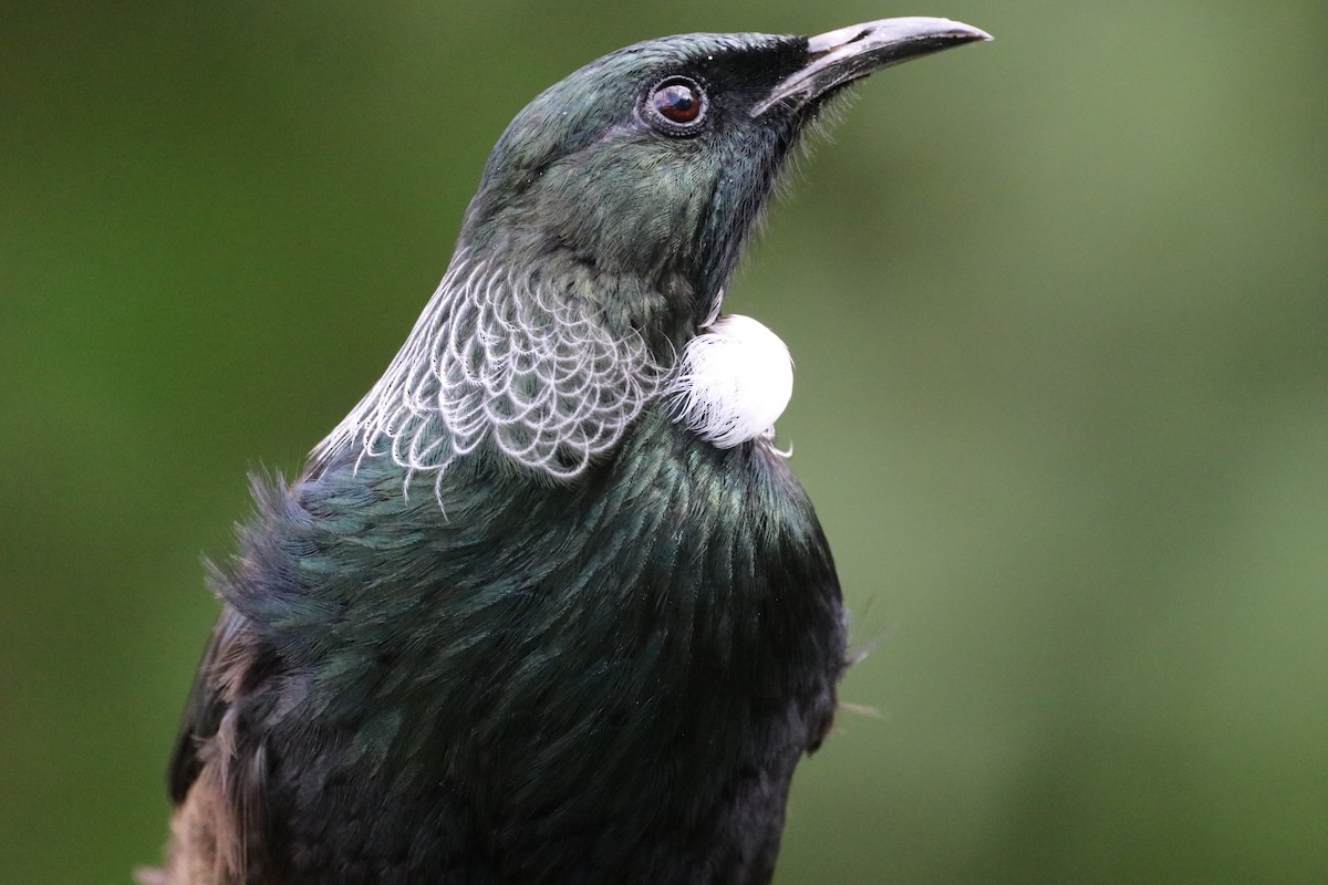 Tui - ML643141095