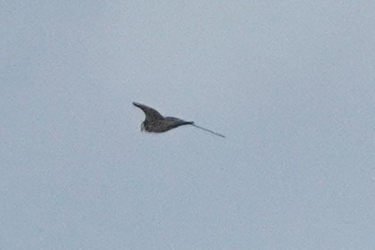 Eleonora's Falcon - ML643141099