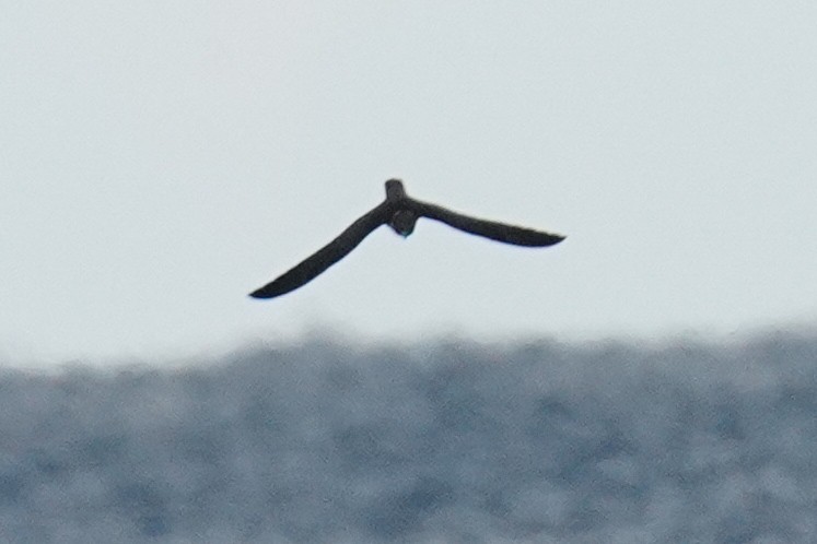 Eleonora's Falcon - ML643141101