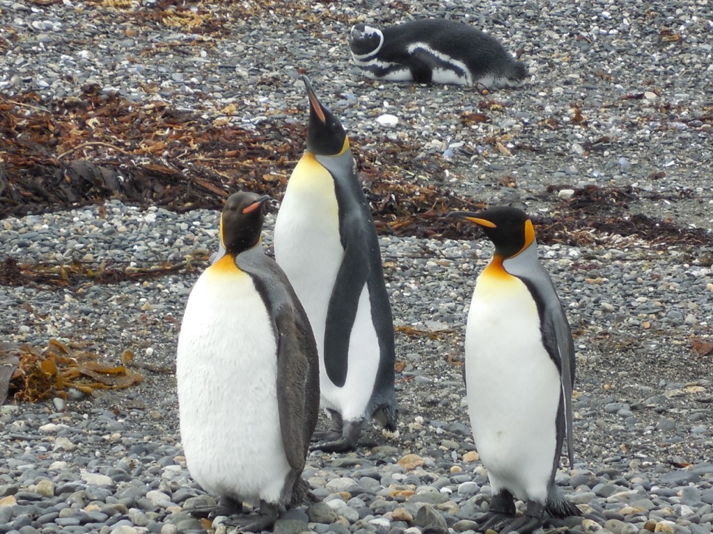 King Penguin - ML643141129