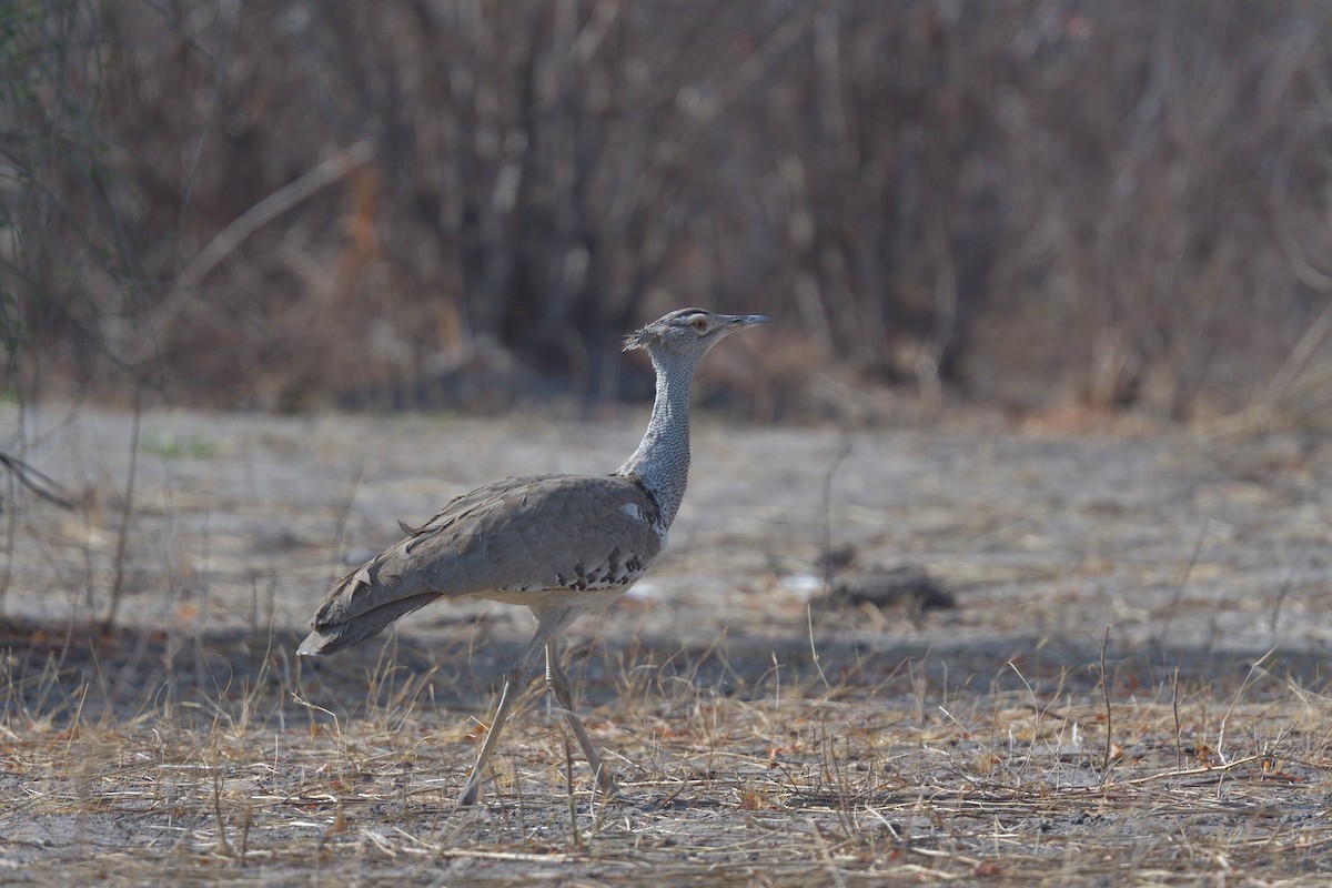 Kori Bustard - ML643141137