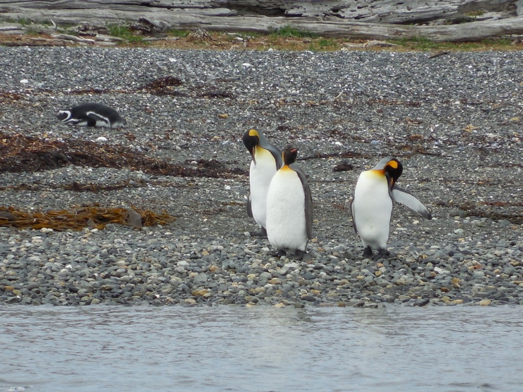 King Penguin - ML643141140