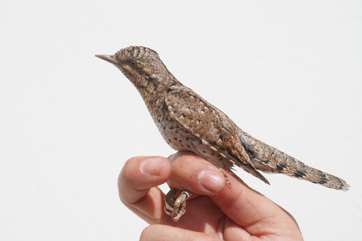 Eurasian Wryneck - ML643141149