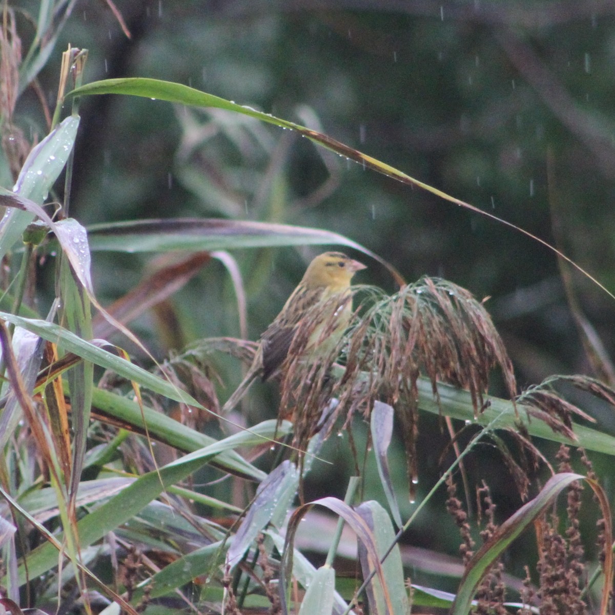 Bobolink - ML643141163