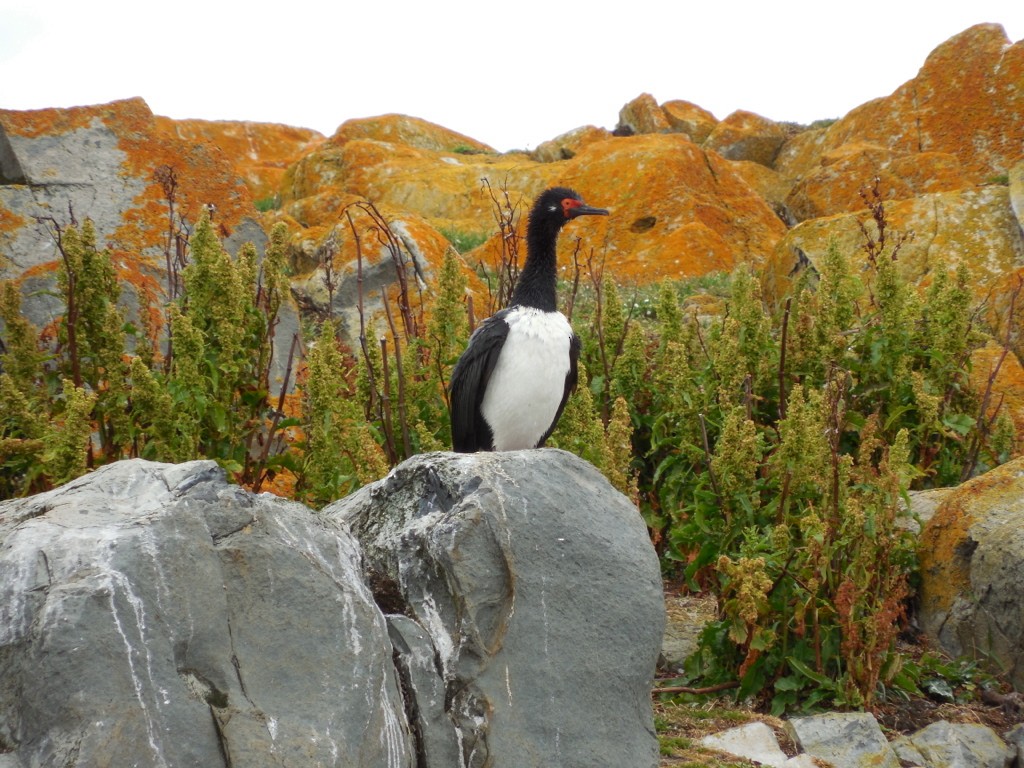 Magellanic Cormorant - ML643141164