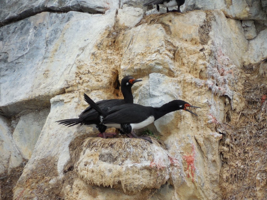 Magellanic Cormorant - ML643141167