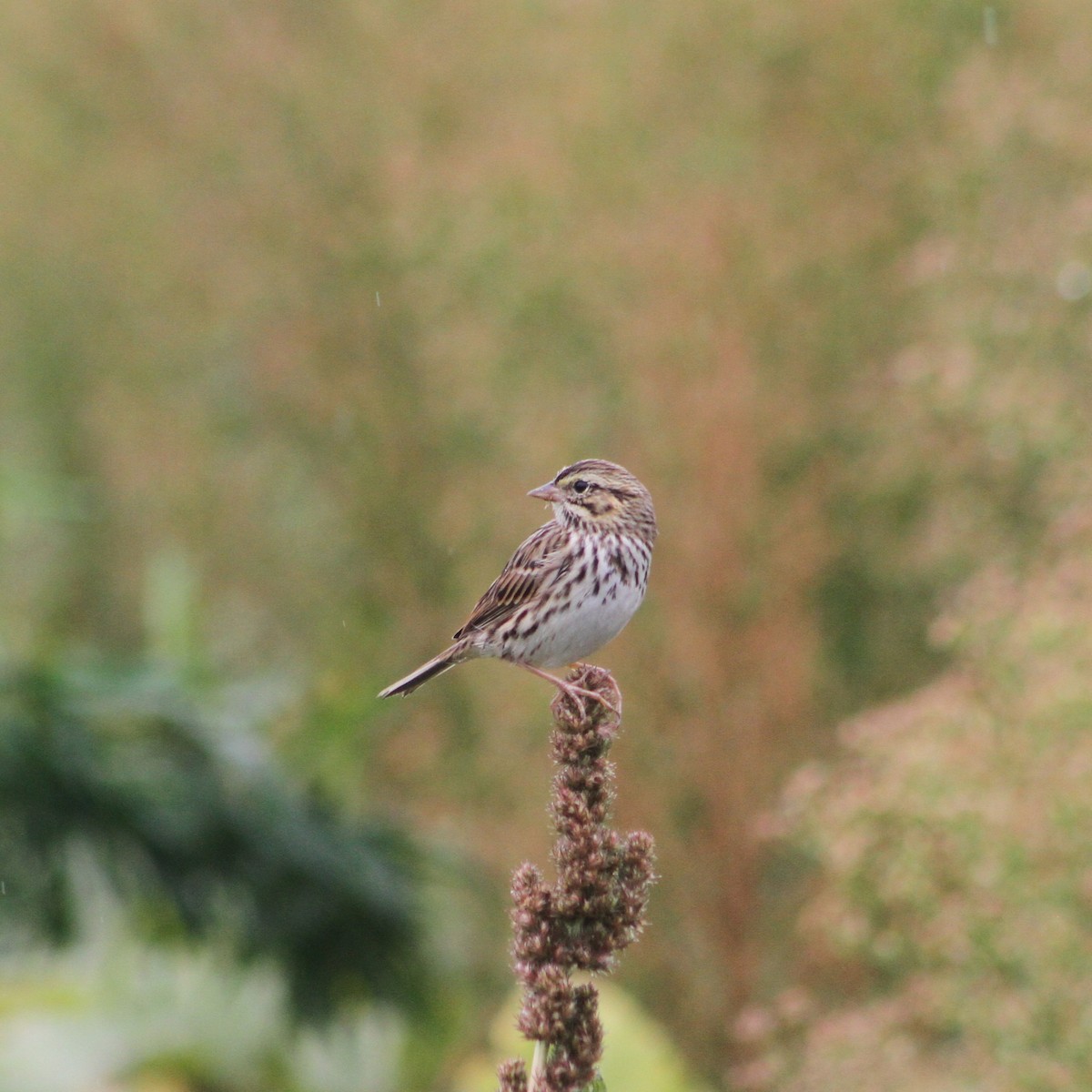 Savannah Sparrow - ML643141179