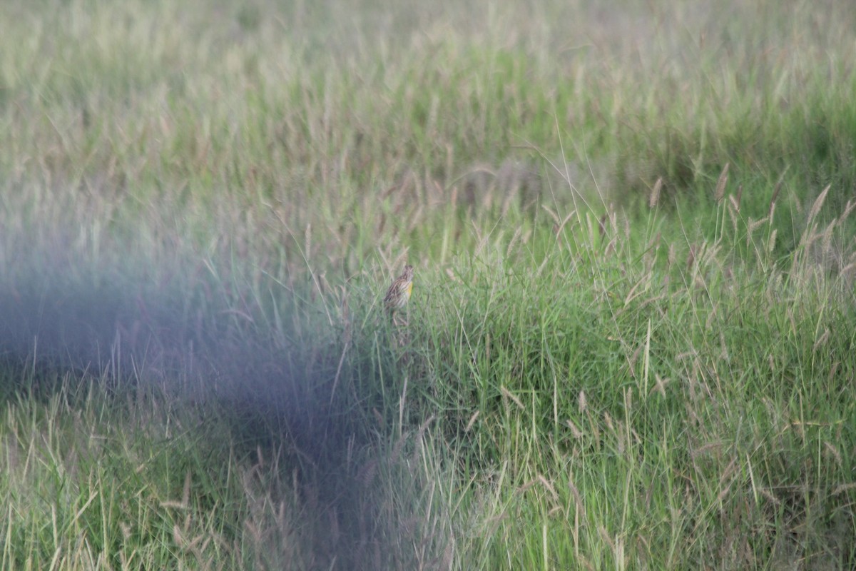 Pangani Longclaw - ML643141180