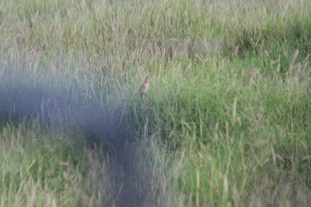 Pangani Longclaw - ML643141181