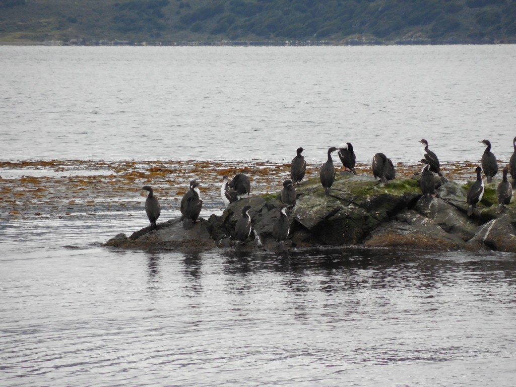Imperial Cormorant - ML643141182