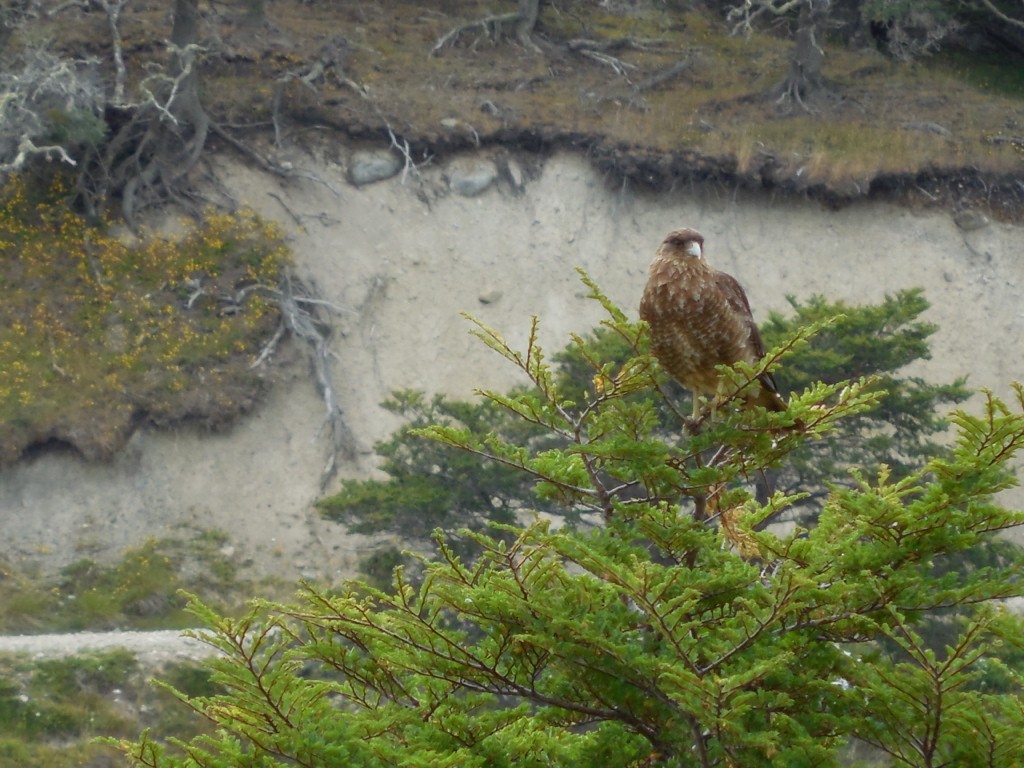 Chimango Caracara - ML643141196