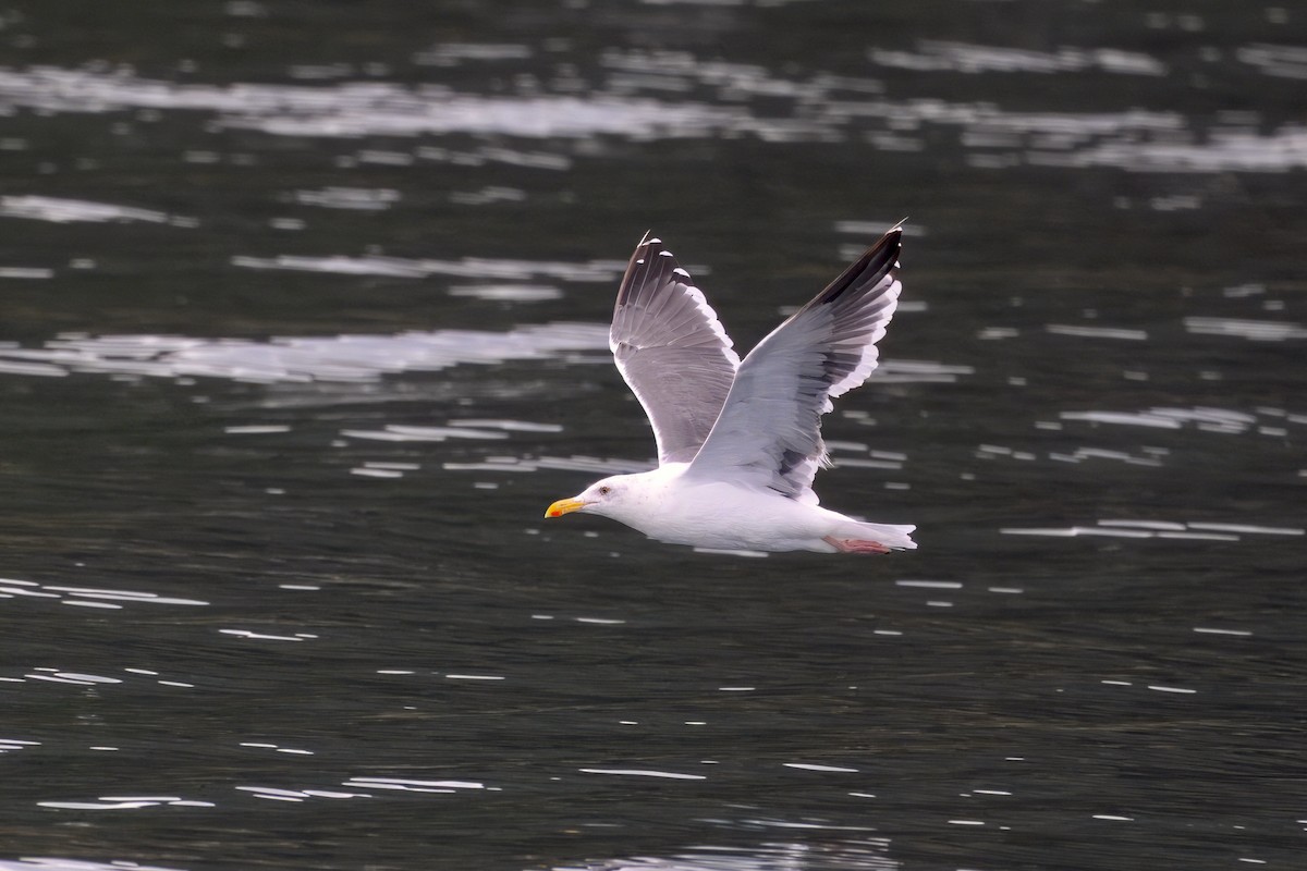 Western Gull - ML643141209