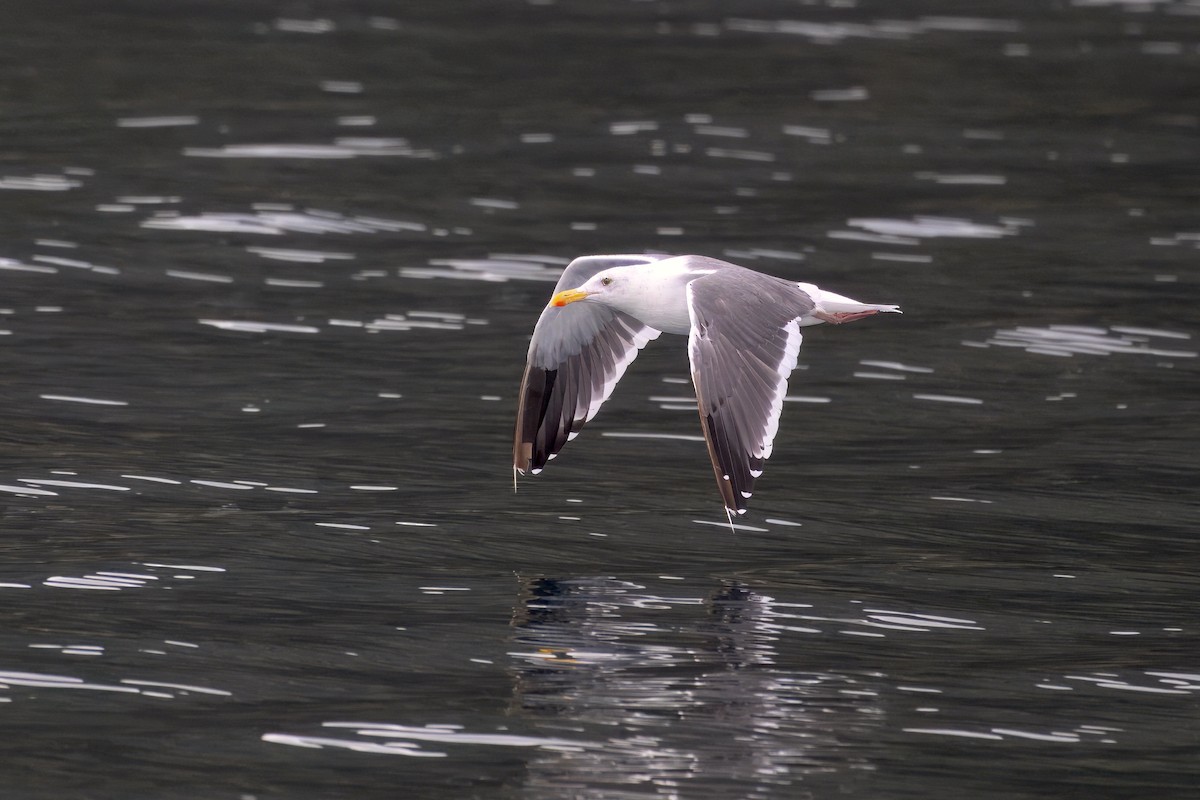 Western Gull - ML643141211