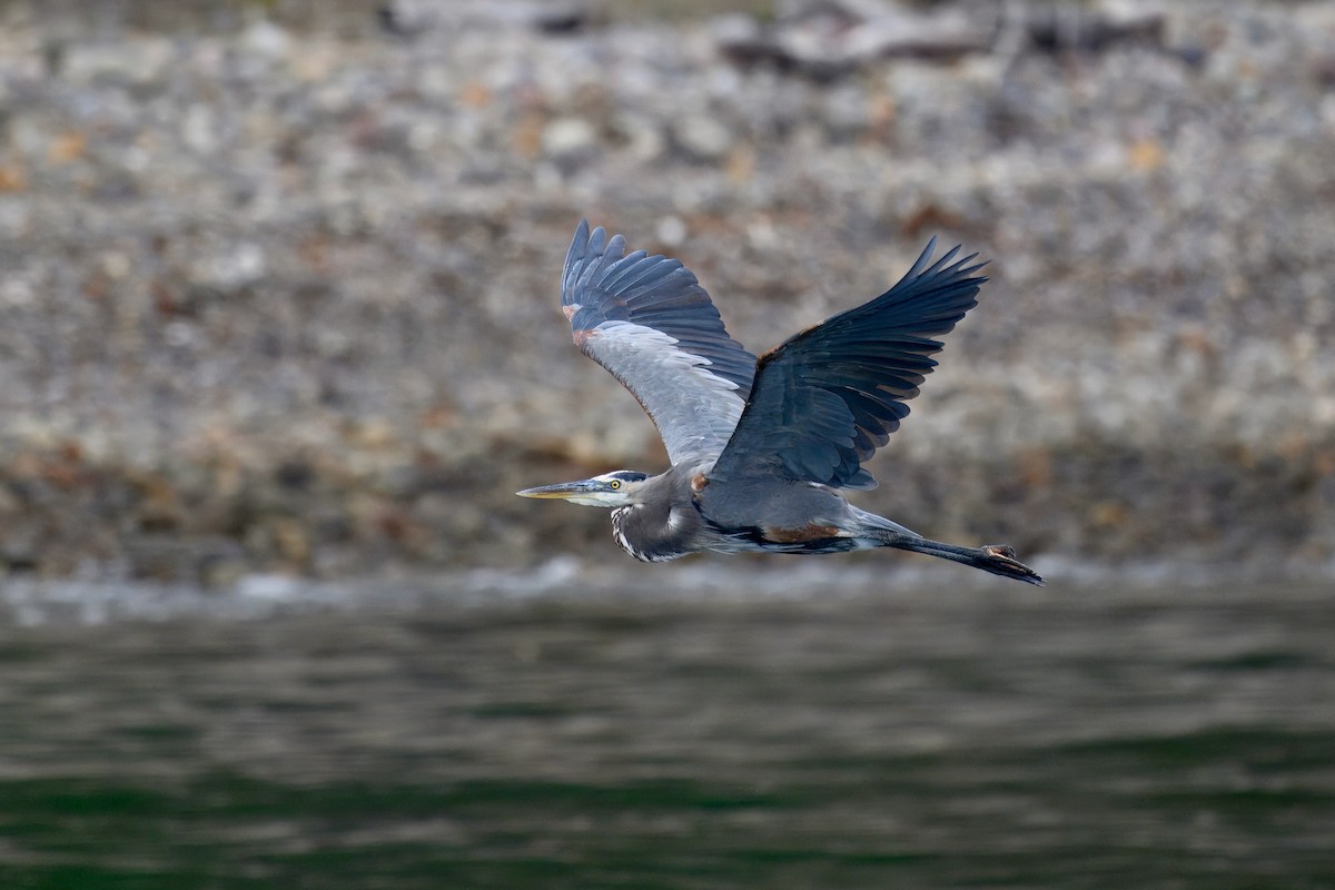 Great Blue Heron - ML643141215
