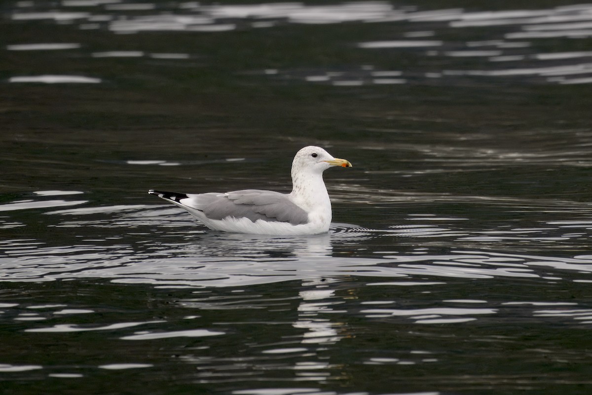 California Gull - ML643141221