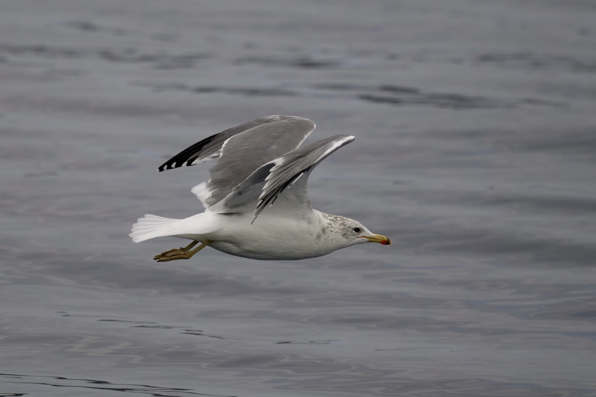 California Gull - ML643141224