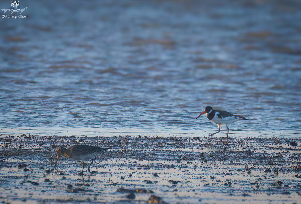 Eurasian Oystercatcher - ML643141229