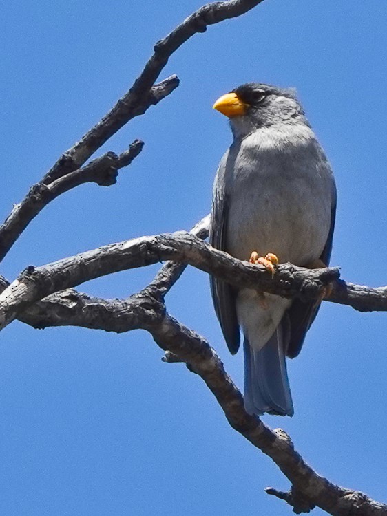 Cinereous Finch - ML643141238