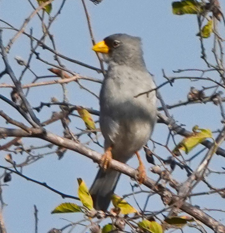 Cinereous Finch - ML643141239