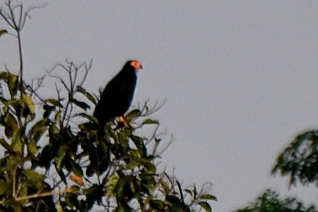 Black Caracara - ML643141257