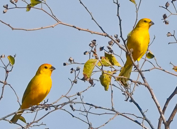 Saffron Finch - ML643141258