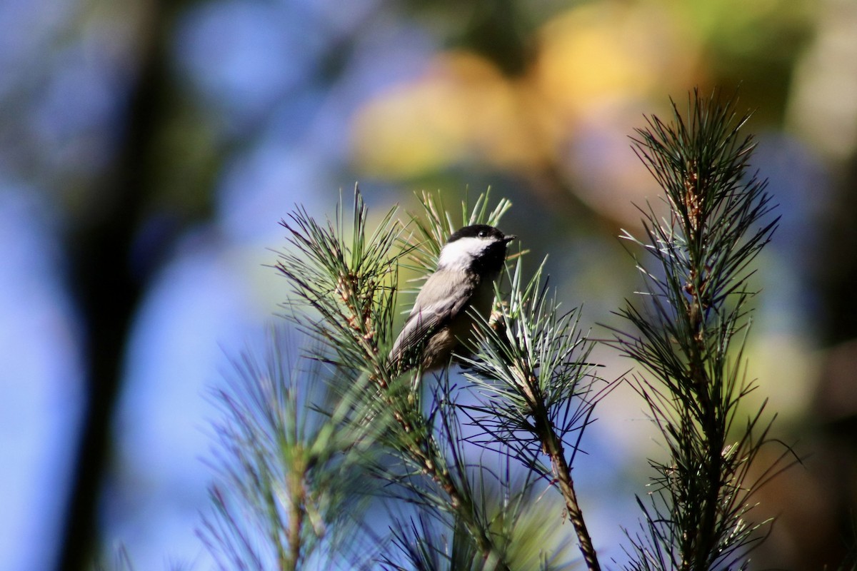 Black-capped Chickadee - ML643141261