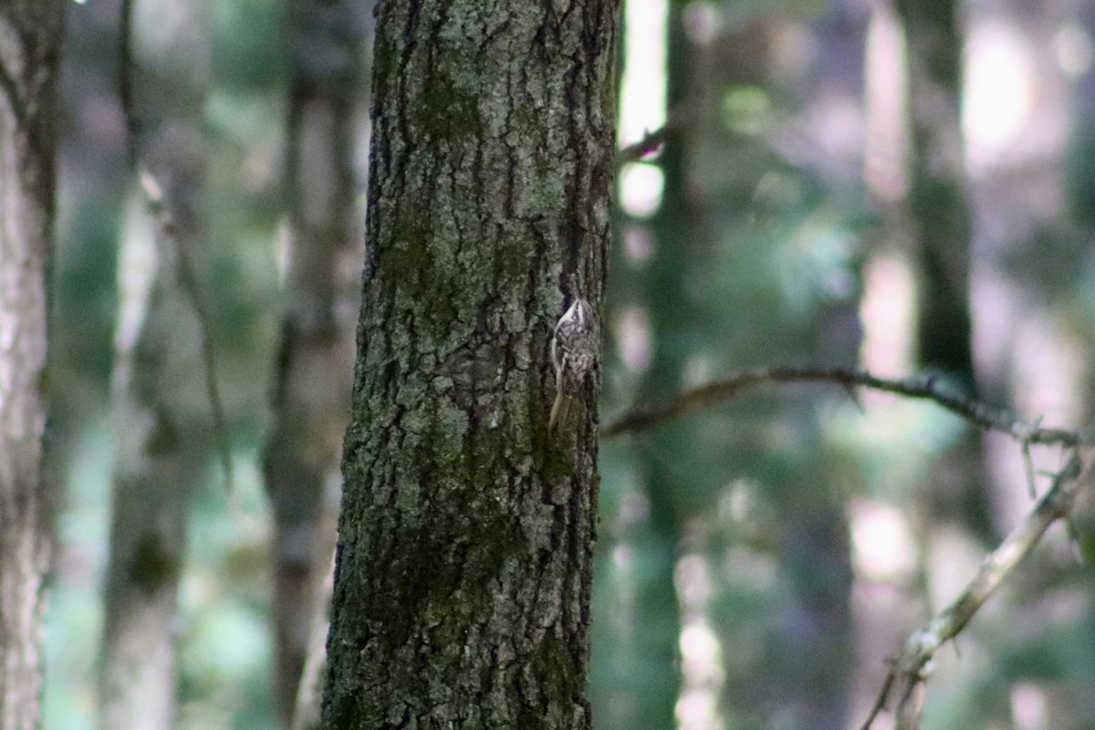 Brown Creeper - ML643141264