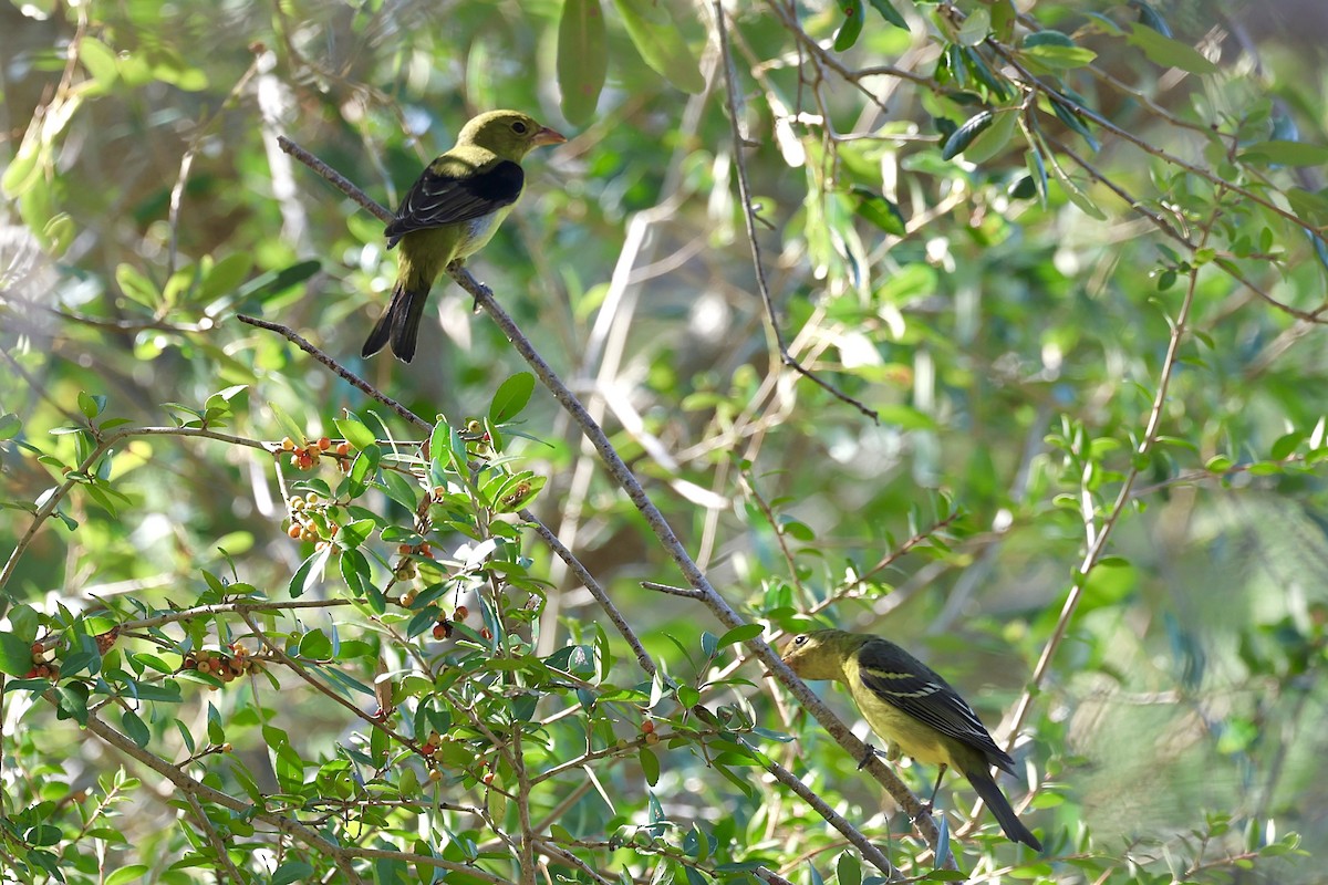 Western Tanager - ML643141274