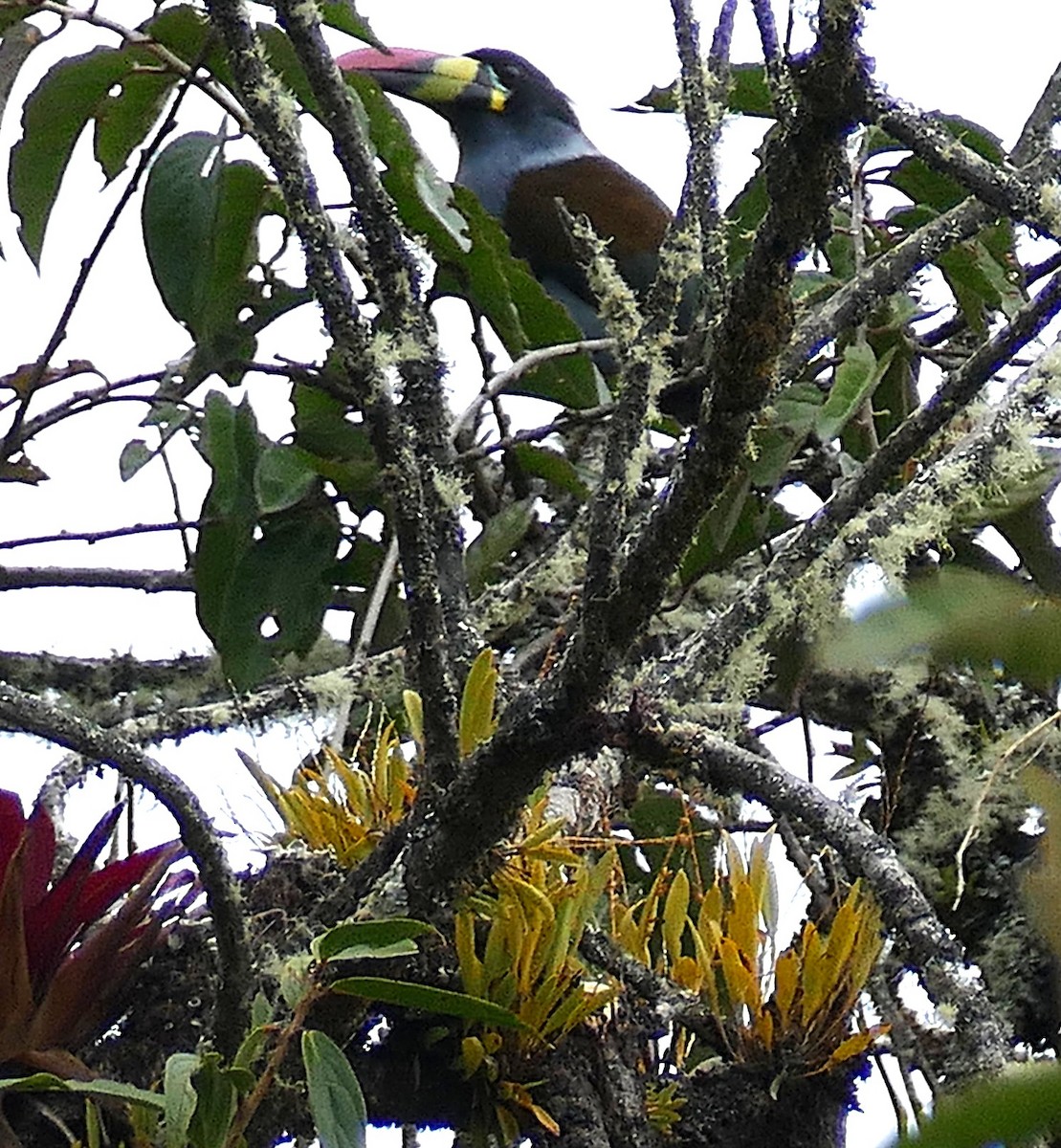 Gray-breasted Mountain-Toucan - ML643141294