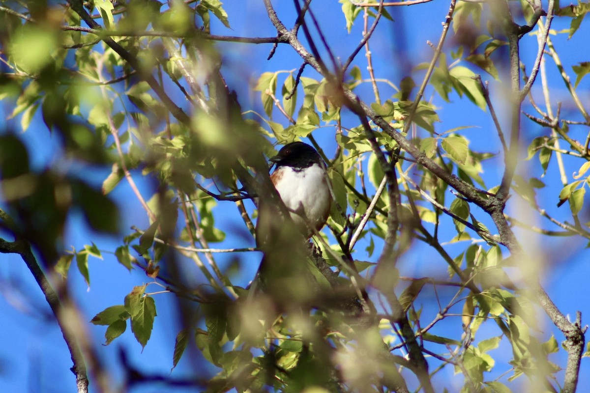 pipilo rudooký - ML643141316