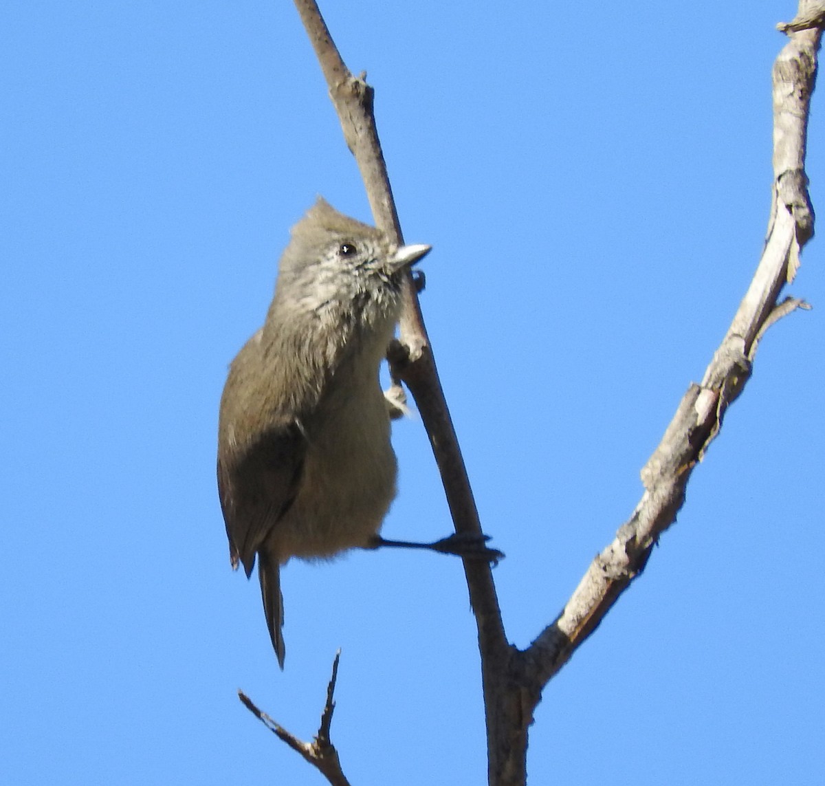 Oak Titmouse - ML643141319