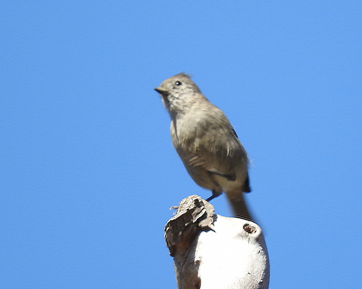Oak Titmouse - ML643141320