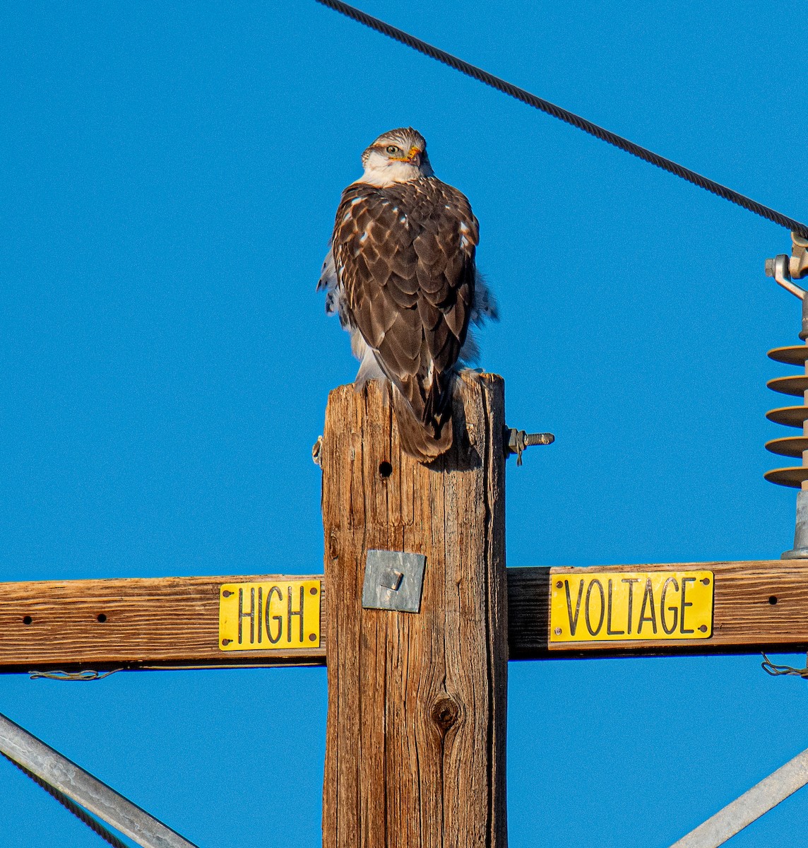 Ferruginous Hawk - ML643141324