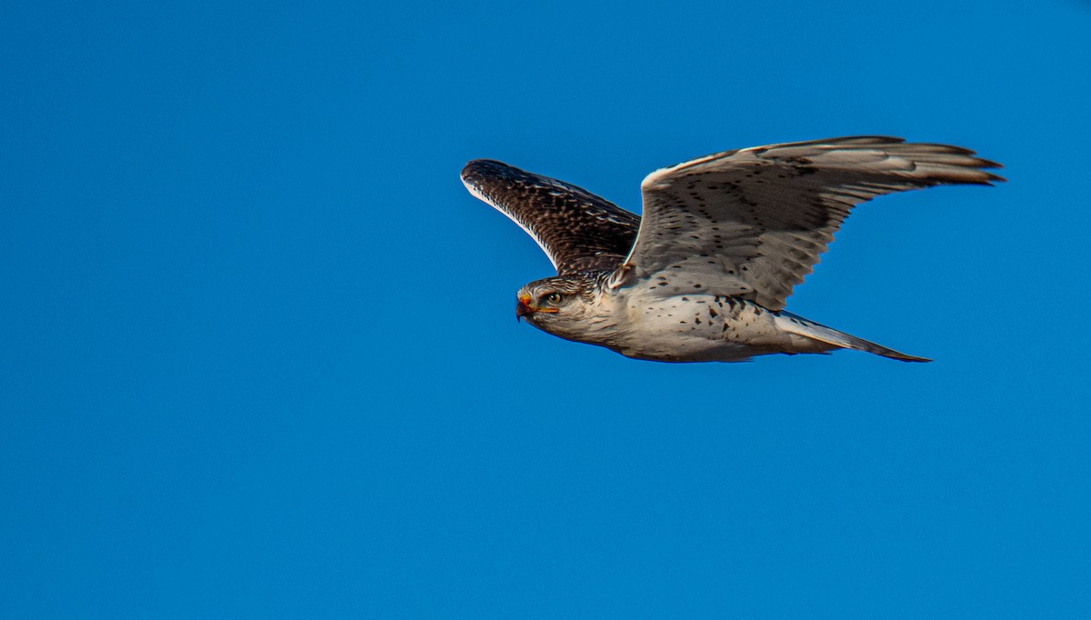 Ferruginous Hawk - ML643141325