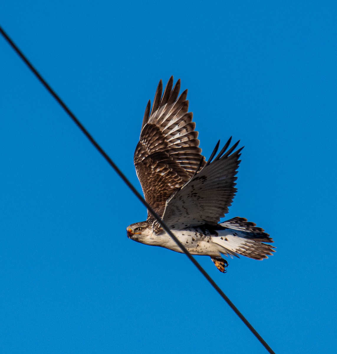 Ferruginous Hawk - ML643141326